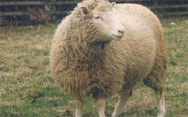 科学家|24年前就造出克隆羊,为何不克隆人?看看克隆羊的下场,多恐怖