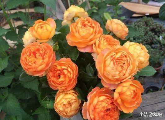 「狮子座」13天后,旧爱翻篇,月老登门,再次抱紧前任,心动一如初见