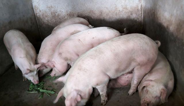 生猪价格|9月4日猪价：跌落不止！猪肉是不是涨到头了？中秋节会回落吗？