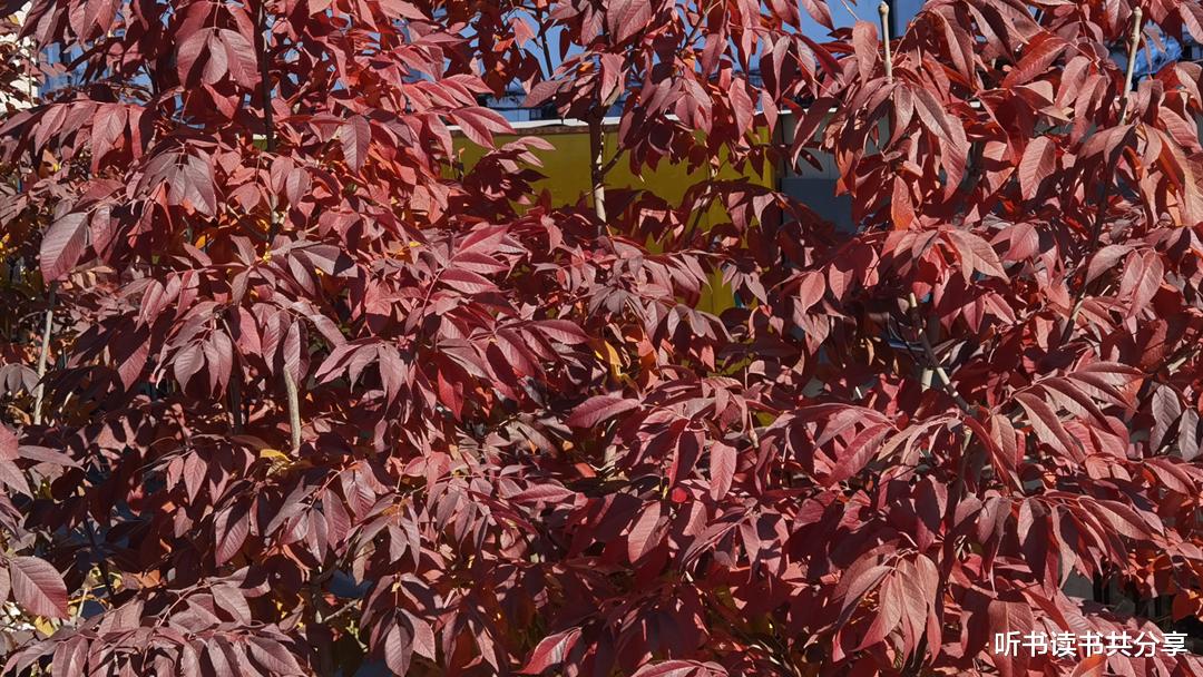 欧洲|与其到景区去拥挤，不如身边赏红叶