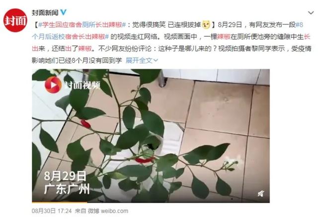 河南都市频道|惊呆了！8个月，女生宿舍长出辣椒！这位置很尴尬…