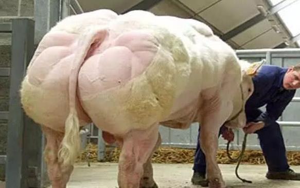 科学家@动物界的“史泰龙”从来不用锻炼,肌肉壮硕如“猛虎”