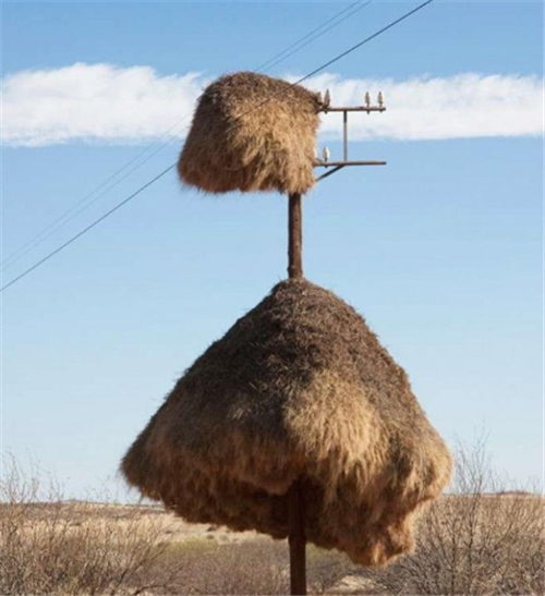 @世界最大鸟巢,住500只鸟,为何无人敢掏鸟蛋?本地人:谁敢去掏