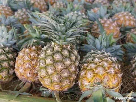 「水果」老果农偷偷教我的，碰到这3种菠萝再好也别买，看完涨知识了！