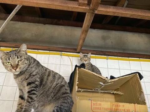 戏精猫咪讨厌剪指甲，每次想用自己的表情，希望能让主人放过它