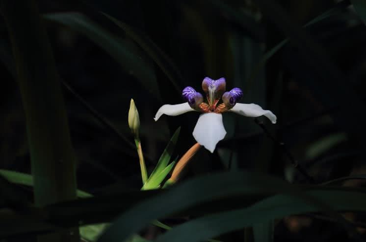 生肖|11月开始事业大顺,喜事接二连三到来,日子越过越有钱的四大生肖