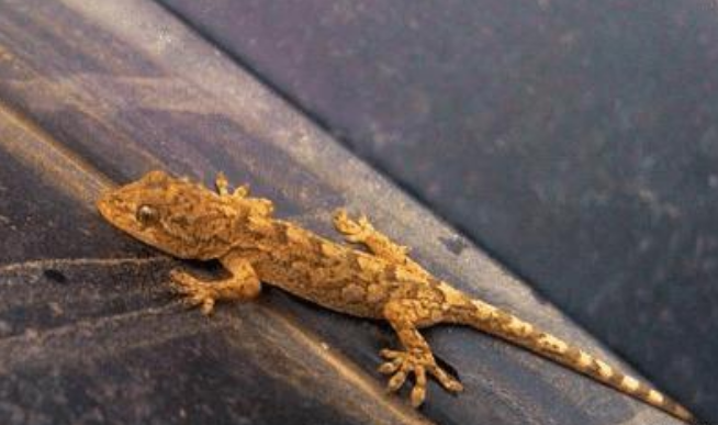 『』为什么老人常说壁虎咬了无药可治呢,难道壁虎真的有毒吗?