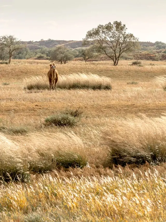 自驾|全国最早一波秋色来了！这6条自驾路线，9、10月美成天堂