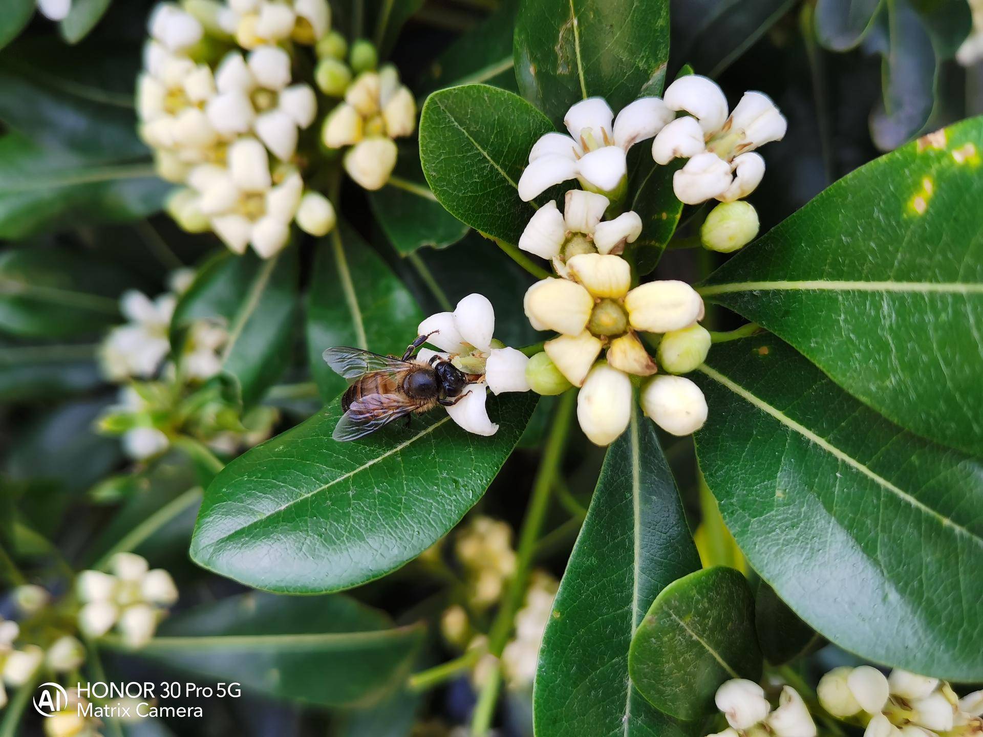 |荣耀30Pro体验：旗舰标杆，颜值与实力兼具