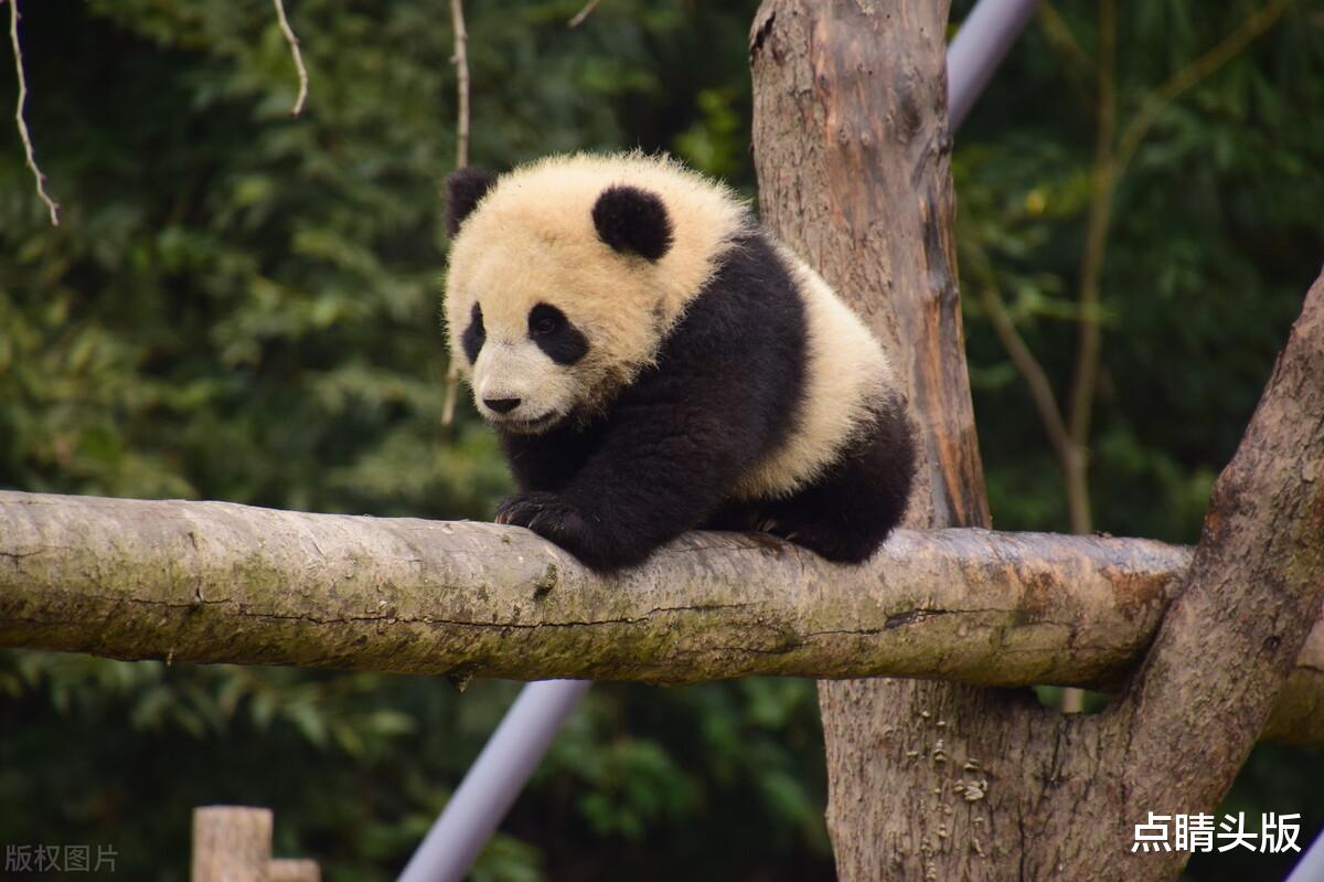 双子座|9月份事业能够展翅飞翔,爱情需要保卫战的三大星座