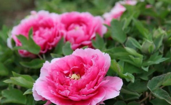 「生肖」一辈子不缺爱的3种生肖女，五官精致身材高挑，让人着迷