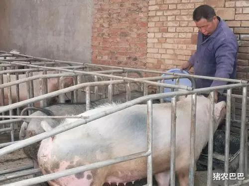 生猪价格|北方“涨”声再起，猪价还能冲破18元吗？看完心里有数了！