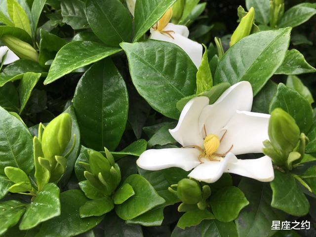 旧爱|在8月上旬，桃花绽放，情有独钟，珠联璧合的三大星座