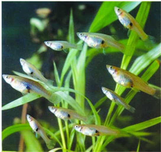 食蚊鱼|食蚊鱼入侵全球：是“天使”还是“恶魔”？它就在你家楼下水域内