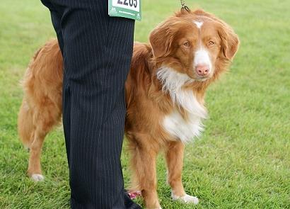 担心狗狗的肝病影响健康？了解肝病的相关知识，能更好地进行应对