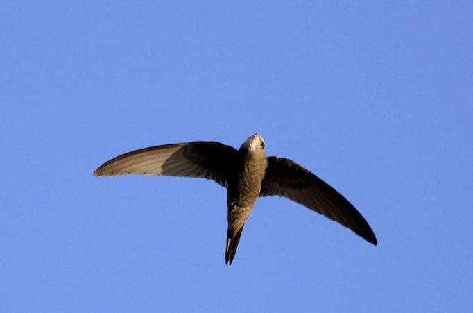 #海豚#自然动物界中的无脚鸟，一边飞行一边睡觉，你是天空中的海豚吗？