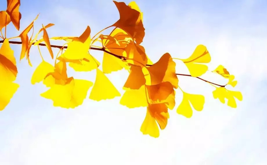 秋天的童话|金秋十月赏银杏，这个古村告诉你，什么才是秋天的童话！