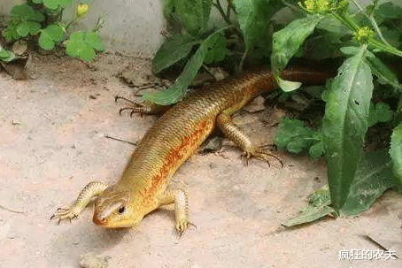 壁虎|80年代农村很常见,被小孩当宠物,因为好吃而被捕食,快要绝迹了