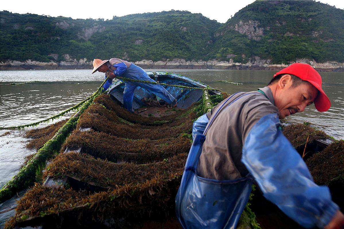 [长寿]日本人最爱的“长寿菜”，我国盛产却无人愿吃，比牛奶还有营养