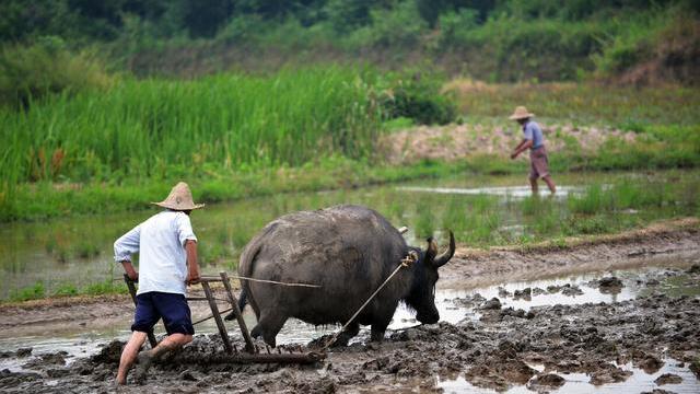 山西省|一亩地补800元，农民还是拒绝在自家地里建猪场，嫌钱少？