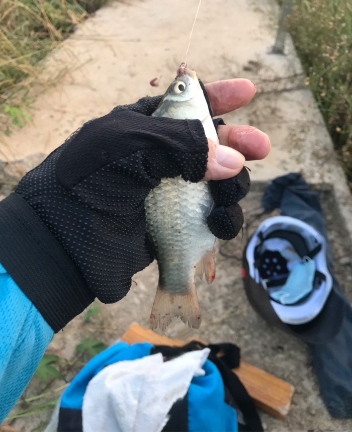 鲫鱼|早上鱼口不错\uD83D\uDC4D，可惜鱼杆断了