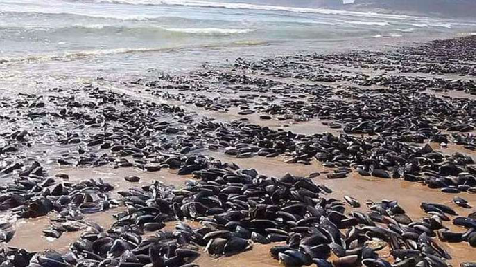 【】非洲人宁愿饿着也不吃的食物，却成中国人眼中的美食，被游客疯抢