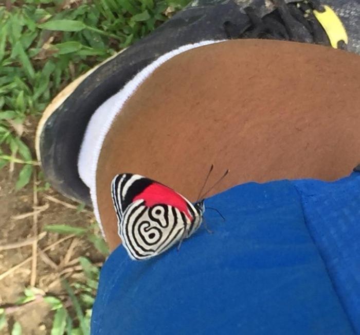 蜘蛛:22张证明「世界比你想像中更诡异」的大自然惊奇照:蜘蛛网变成巨大拉链!