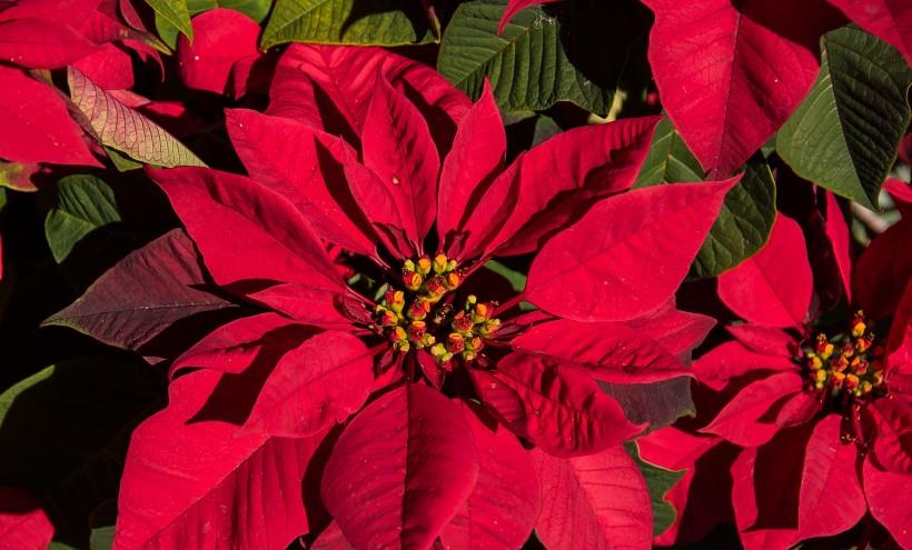 狮子座|10月中旬，秋意渐浓，良缘到来，和意中人如胶似漆的四大星座