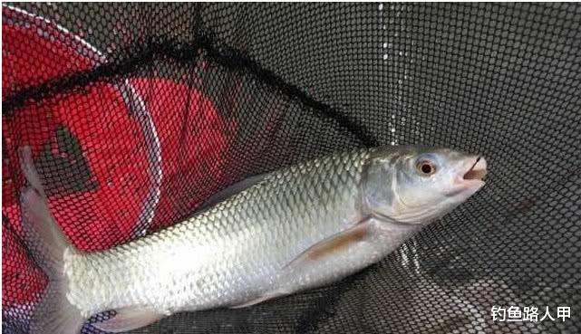 「」钓不到鱼是技术不好?这些问题没改善之前,技术再好也没用