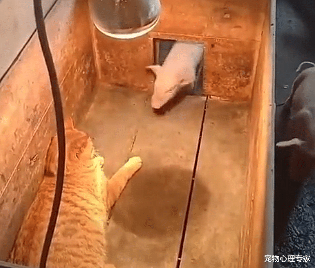 院子里传来小猪的叫声，男子跑到猪圈里一看，却感到血压升高