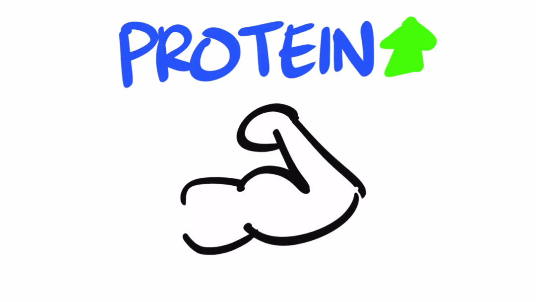 蛋白质▲瘦子如何练壮增肌？一次看懂！