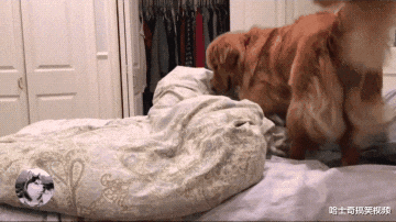 网友允许金毛在床上睡，它却有点不相信，狗：麻烦再说一次