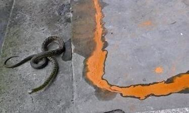 「雄黄酒」夜钓怎么才能不怕蛇咬?