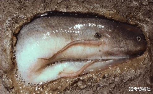 『木星』挖一个没有鱼的湖泊,过段时间就会有鱼,鱼是哪里来的?