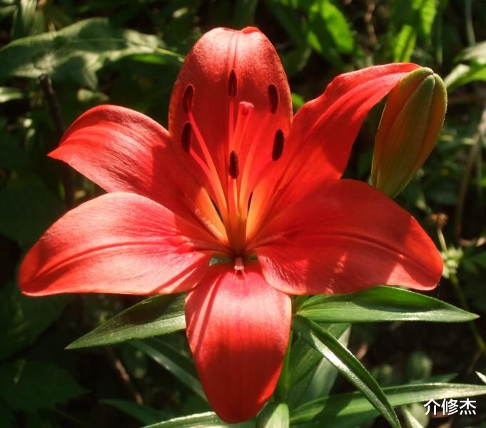 『十二星座』7月份初，桃花运旺盛，异性缘很好，有望脱单的四大生肖！