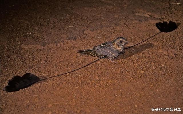 山海经|四只翅膀的鸟，曾被人认为是古凤凰的原型，现生活在非洲