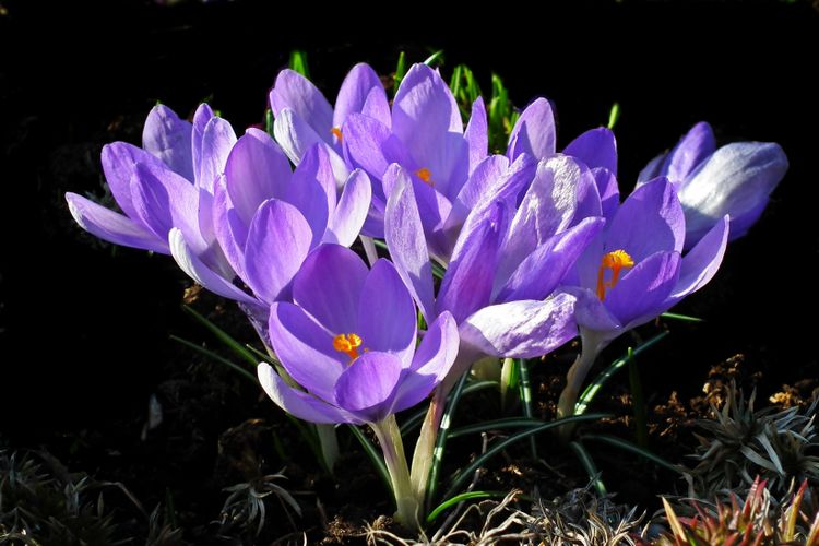 处女座|九月开始，桃花浮现，真爱降临，拥有忠贞不渝的爱情的四大星座！