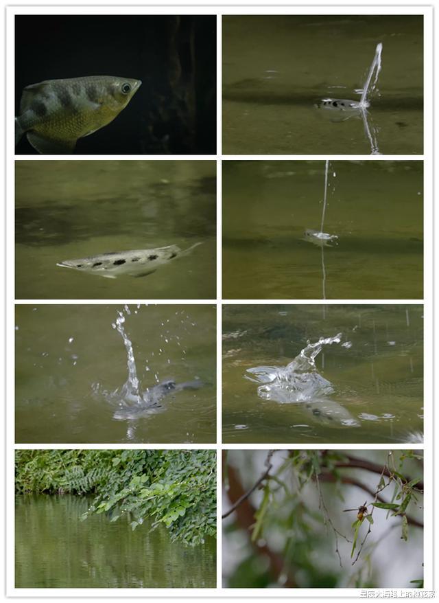 钓鱼|蚯蚓一直在泥土中，都没和鱼见过面，为什么水的中鱼却喜欢吃？