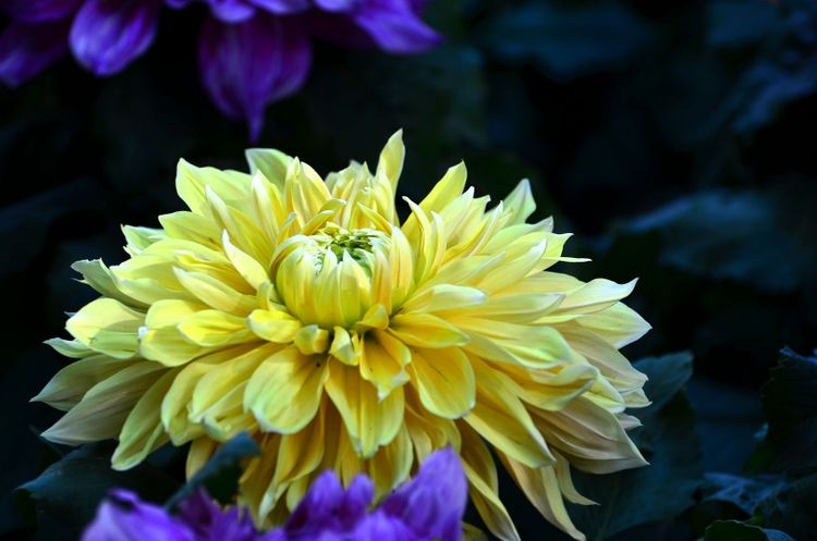 生肖|9月初，桃花醉，迷人眼，度过桃花劫，打开心房，喜得真爱的星座