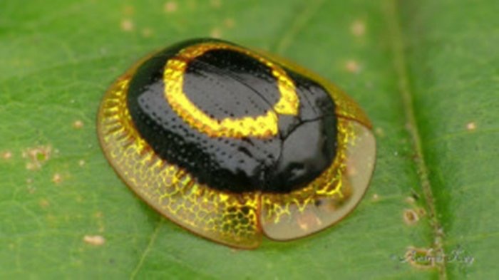 『UFO』世界上最“土豪”的动物，体内含有黄金，抓到一只吃喝不用愁