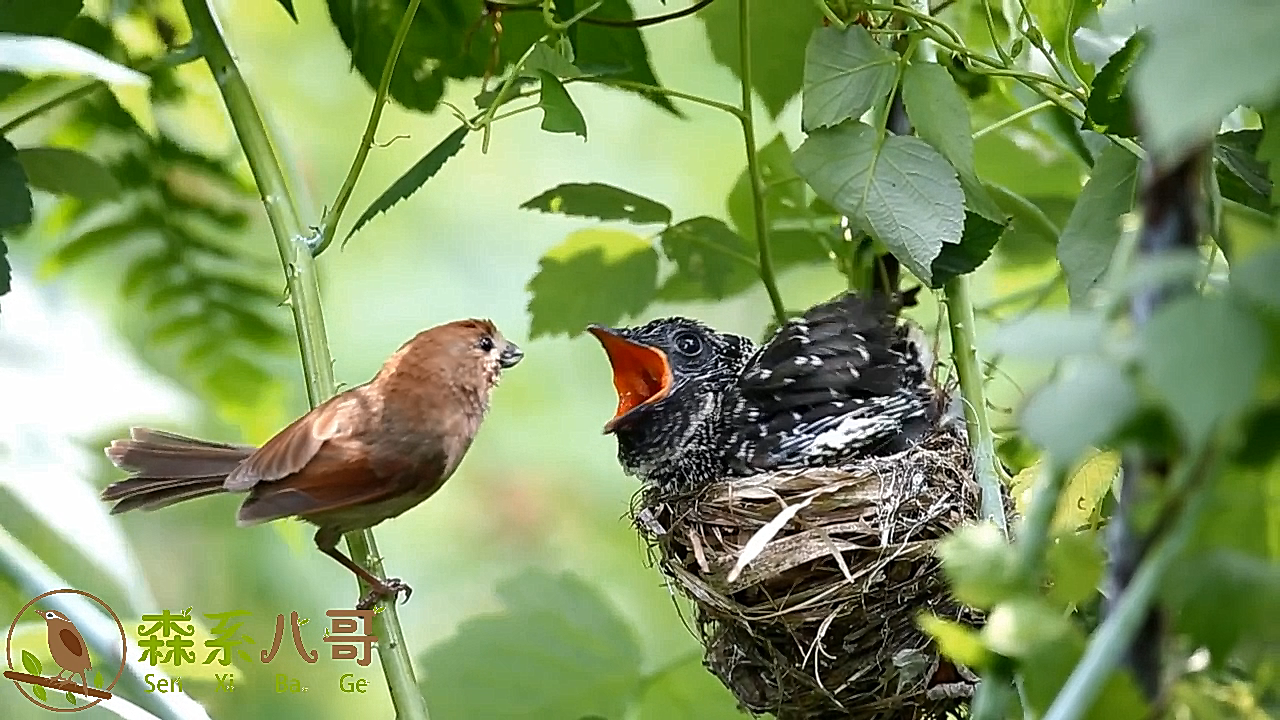 |杜鹃鸟你了解多少?