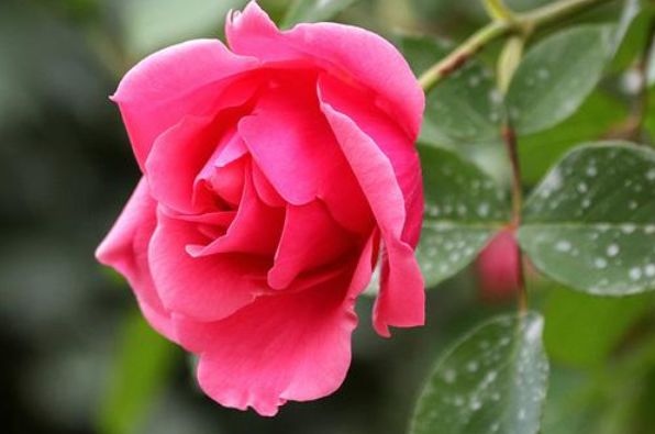 生肖|9月15日开始，好运连连，事业有成，财神撑腰的4大生肖