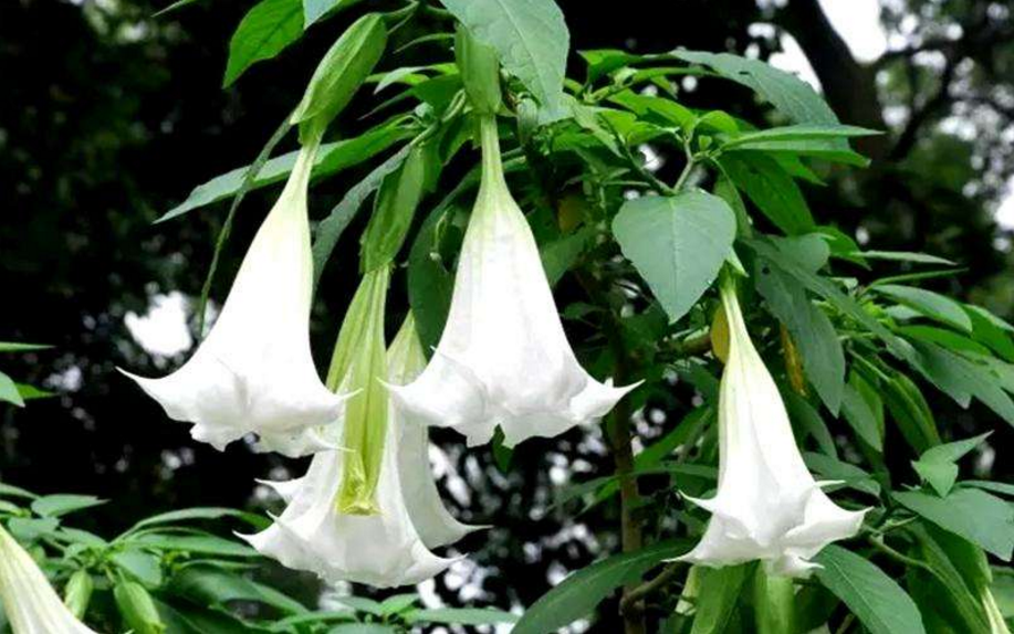 「华佗」古代蒙汗药,原料是一种随处可见的植物,几千年前华佗就用它治病