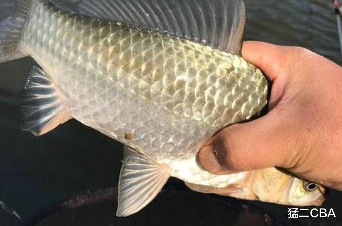 船员|不打窝怎么钓好鱼？老司机直言：按我说的做，一支竿都钓不过来