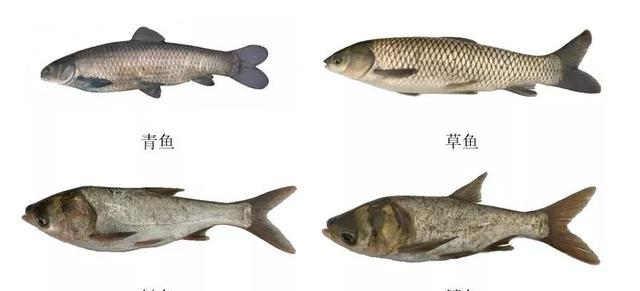 |被称为：新版“四大家鱼”的4种鱼，你认识吗？