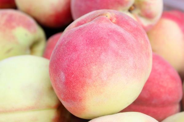 李子|桃养人，杏害人，李子树下埋死人，谁知道这句话的意思？