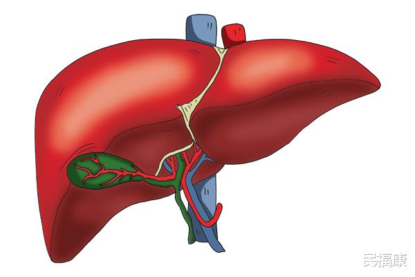 肝脏|肝不好的人和正常人有什么区别？挺明显的，明眼人一下就能看出来
