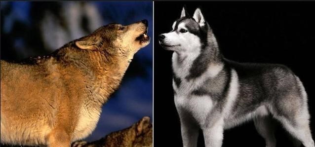 「隔离」狗和狼有没有生殖隔离？为什么？