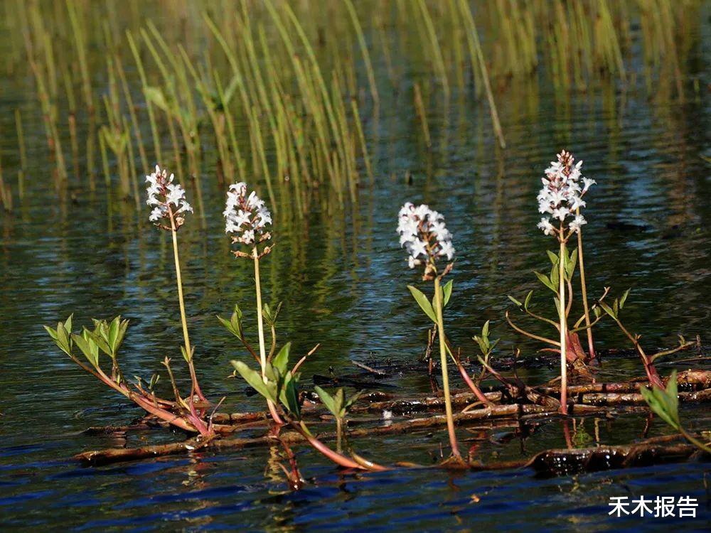 疾病|农村一种独特野草，吃了让人想睡觉，人称“暝菜”，曾是失眠良方