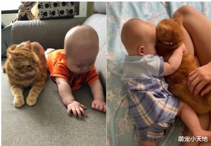 喵皇霸占摇摇椅，小主人乖巧躺猫抱枕互换床位，让妈忍不住笑